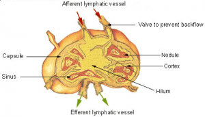 En lymfkörtel som visar olika lymfkärl